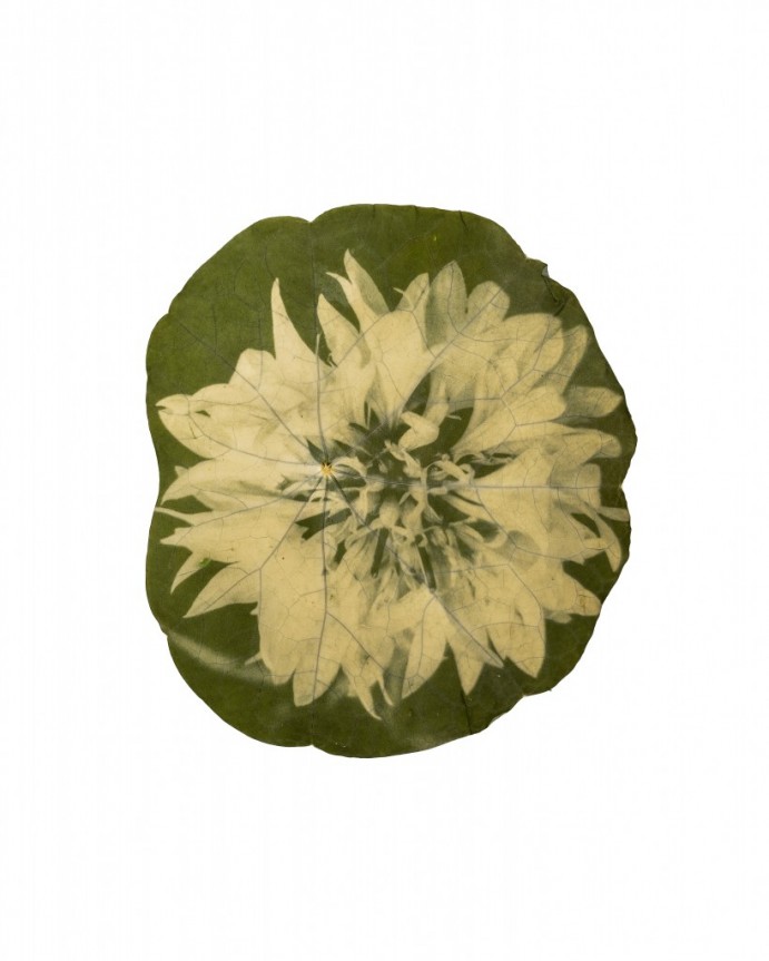 Rastlinsko / Plant-based avtorice Tilyen Mucik