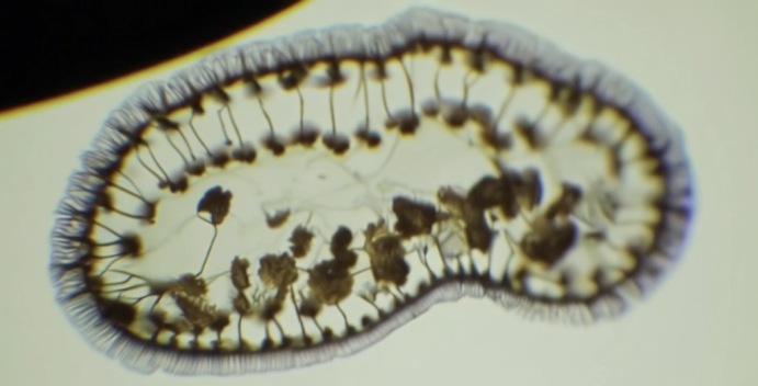 Odprtje razstave Zgrešeni pogledi avtorjev Anžeta Severja in Toma Staniča